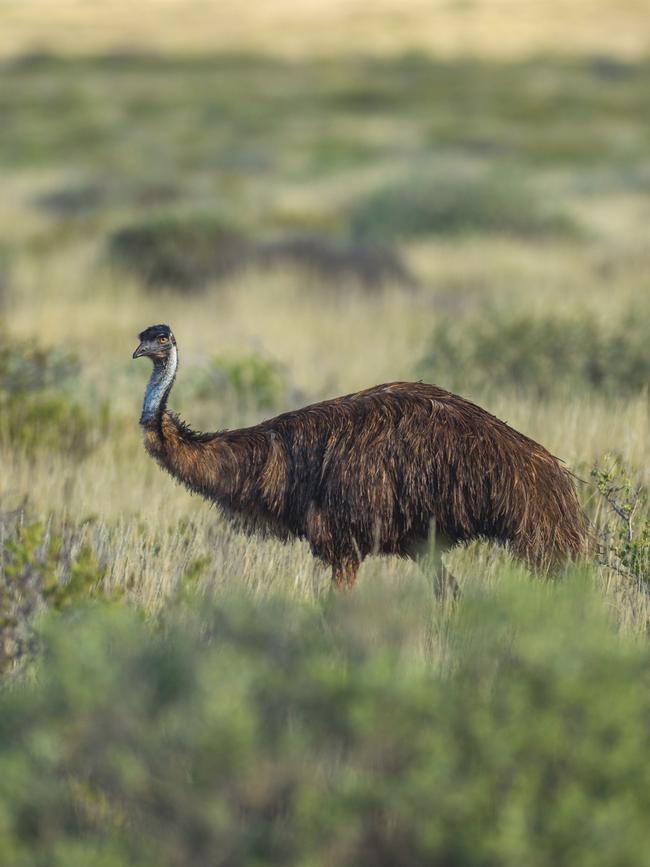 Emu in Cape Range National Park. Picture: Tourism WA