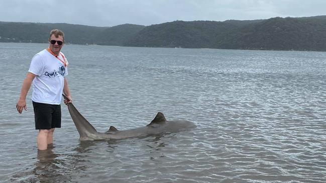 A man pulls a dead shark to shore at Pittwater. It follows a weekend of heavy rain and winds. The DPI has identified it as a bull shark. Picture: Jac Shell.