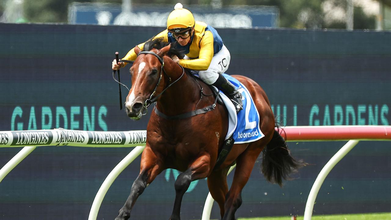 Unbeaten sensation Storm Boy will start all the rage in his quest for Golden Slipper glory on Saturday Picture: Jeremy Ng/Getty Images