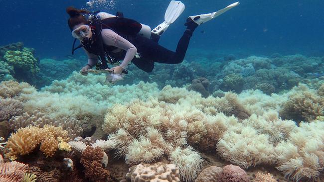 More than a third of reef coral and marine mammals are under threat. Picture: AFP / Greg Torda / ARC Centre of Excellence for Coral Reef Studies