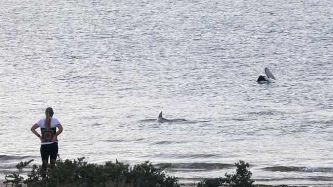 The Voice Van in Whyalla – Camped at the Foreshore Caravan Park. A runner watches dolphins and pelicans fishing close to the shore. Picture: Dean Martin