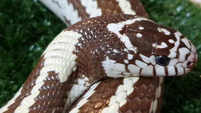 This Californian kingsnake was found crossing a busy road.