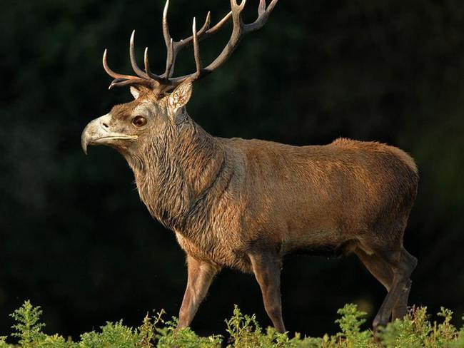 The majestic eagle-deer could be something out of a fantasy movie.