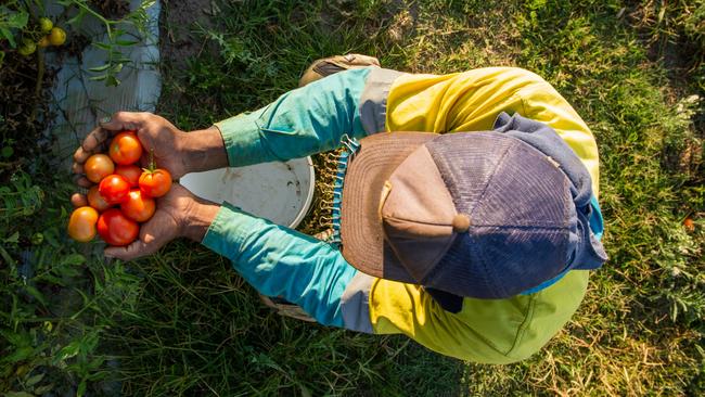 The potential legal action threatens to disrupt efforts to bring another 27,000 Pacific Islanders ahead of a bumper harvest season. Picture: Paul Beutel