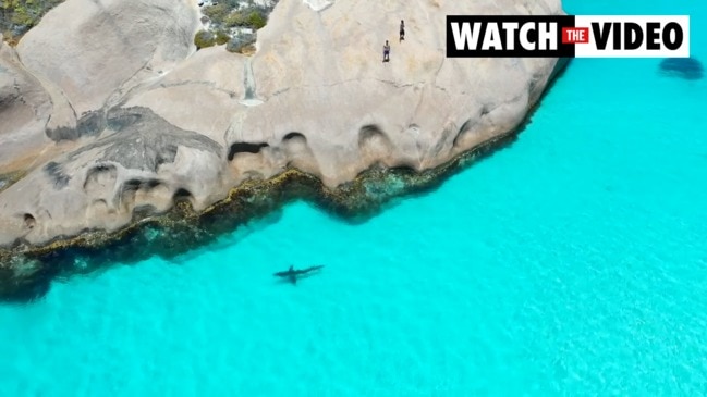 Great white stalks swimmers in Western Australia