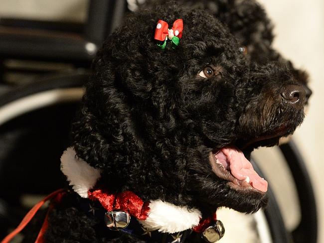 The stylish Sunny wears a bow and collar with bells on it.