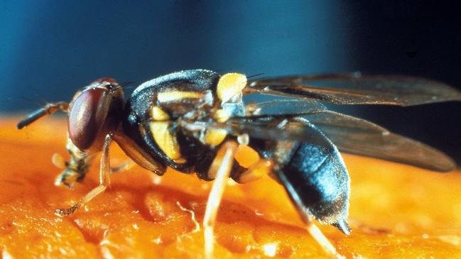 The Queensland Fruit Fly was detected in stone fruit from Victoria.