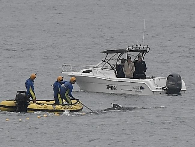 Trapped whales freed from Sunshine and Gold Coast shark nets