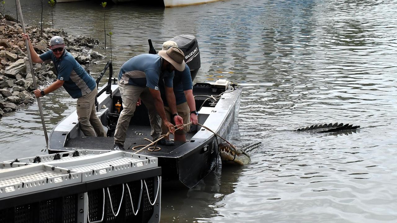 Department of Environment, Science and Innovation Wildlife Officers remove a saltwater crocodile, also known as an estuarine crocodile, measuring at least four metres in length at Port Hinchinbrook in Cardwell between Townsville and Cairns in North Queensland on Monday. The animal is believed to be responsible for an attack on a human and death of at least one pet dog. Picture: Cameron Bates