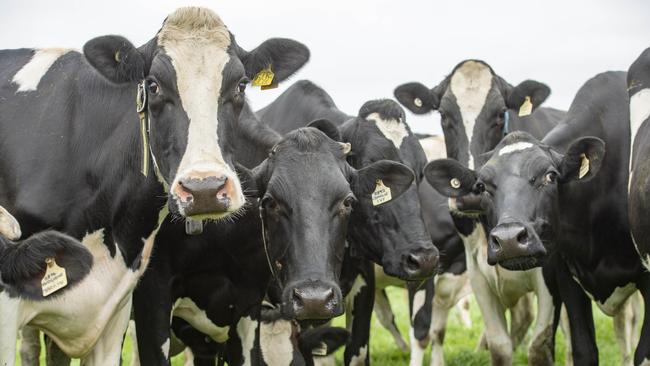 Holstein Friesian dairy cows. Picture: Zoe Phillips