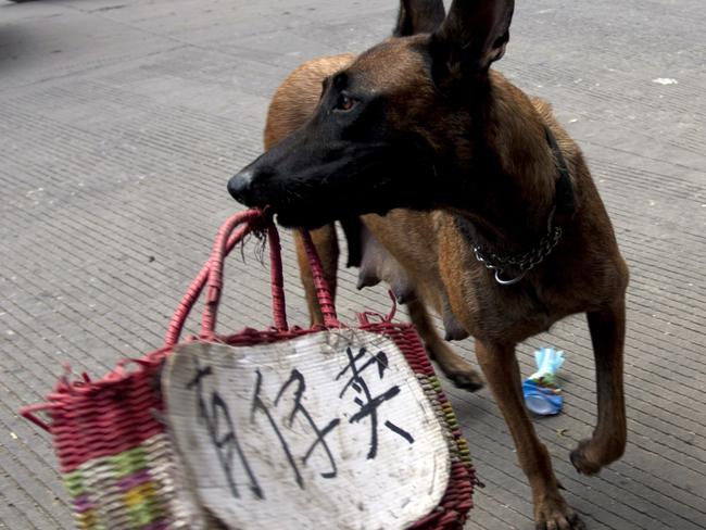 Animal loving activists use a dog carrying a basket with a message in Chinese "Child for sale" along a street in Yulin, in southern China's Guangxi province to protest the annual dog meat festival on June 21, 2015. The city holds an annual festival devoted to the animal's meat on the summer solstice which has provoked an increasing backlash from animal protection activists. CHINA OUT AFP PHOTO