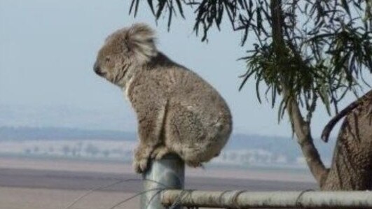 The Moreton Bay Rail Project from Petrie to Kippa Ring displaced koalas with conservationists estimating more than 280 koalas died as a result. Photo supplied.