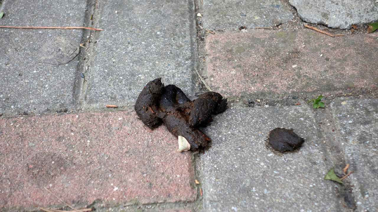 Report finds that Middle Village has the highest spike in dog poop