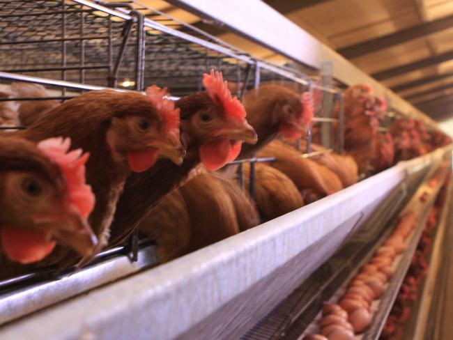 Caged eggs production. Picture: Australian Eggs