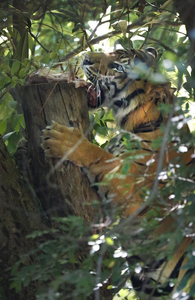 A hungry Hutan wastes no time in climbing up a tree to his meal. Picture: David Caird