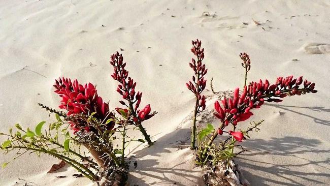 Invasive coral trees are growing right out of the sand at Ballina.  Photo Contributed. Picture: Contributed