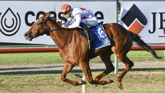 Just In Time can bounce back to winning form at Hawkesbury. Picture: Bradley Photos