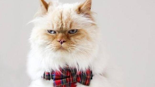 He may be cranky, but Zanda the cat has his own YouTube and Instagram accounts. Picture: Supplied