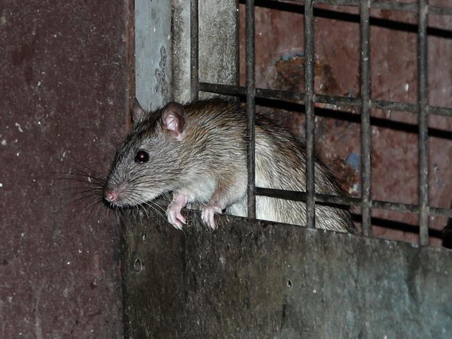 Rats seem to be dodging the pest man around Haymarket. Picture: Bill Hearne