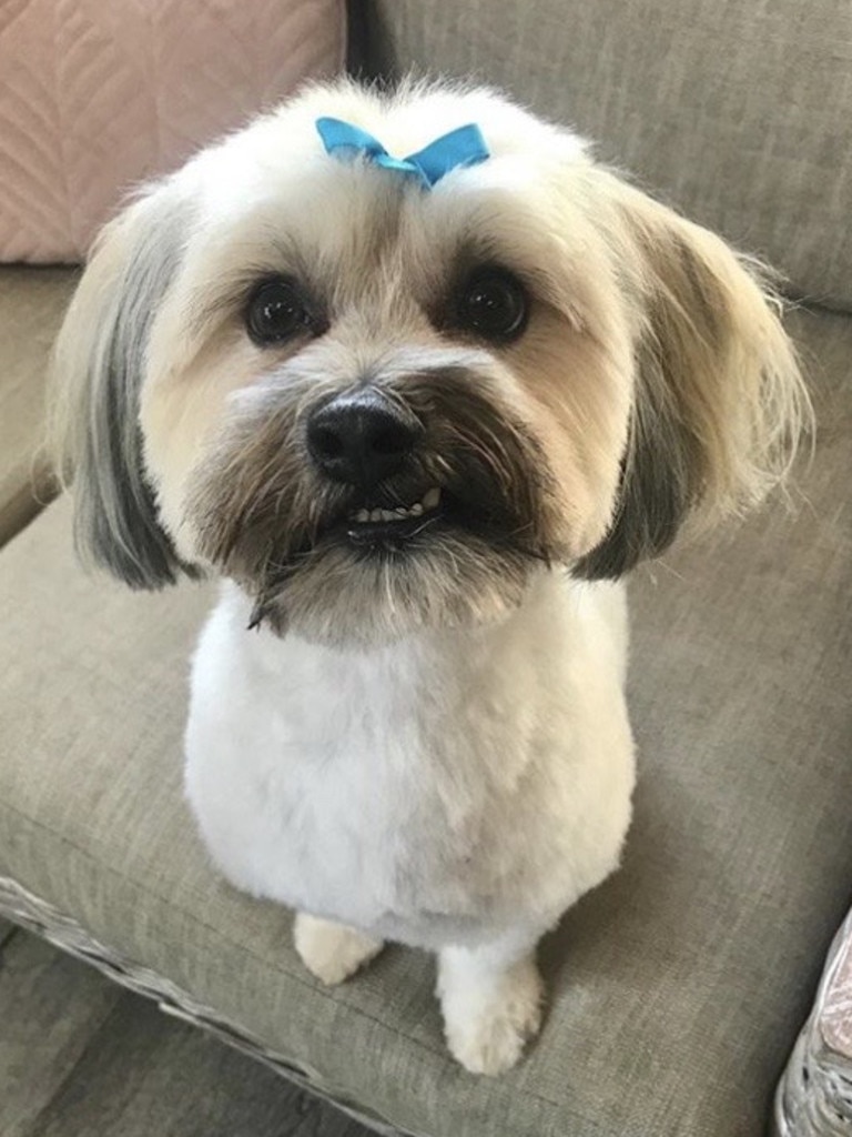 This is my dog Rusty who is a Maltese x Shih Tzu. Picture: K9Chic Grooming Salon