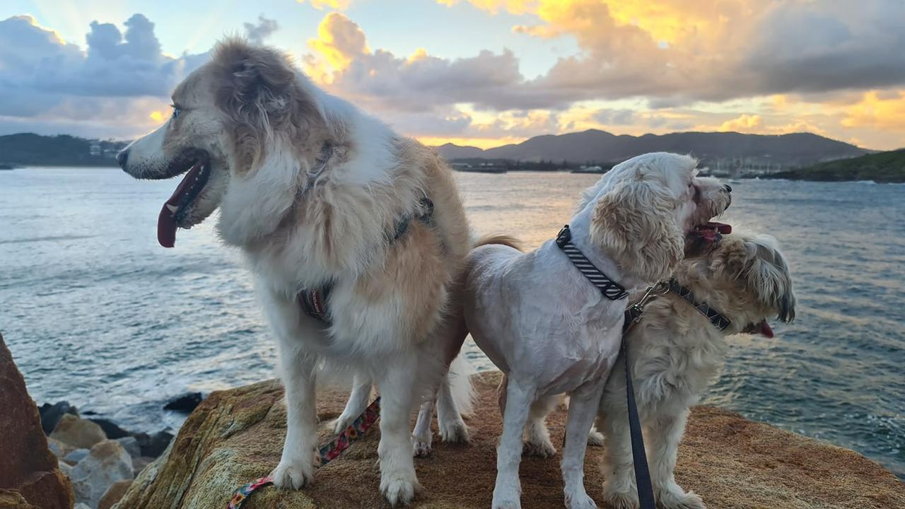 Thanks to Laura Kennedy for this shot of dogs on a rock. Coffs cover image.