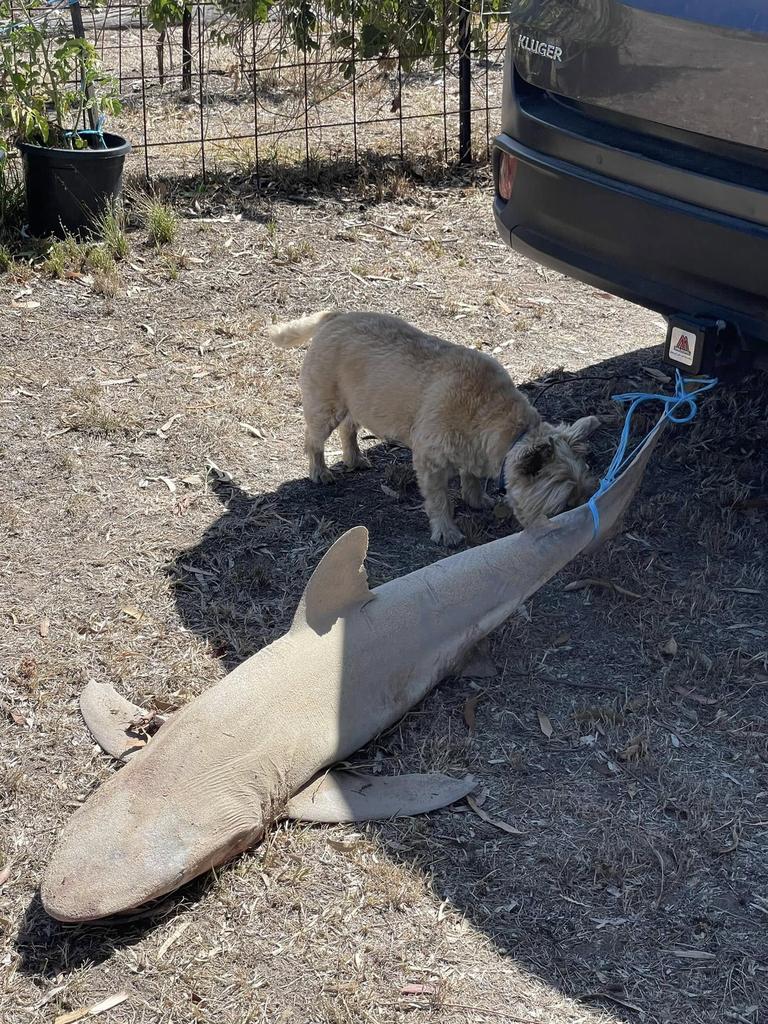 Ms Matchett’s dog Rune inspecting the aquatic visitor. Picture: Facebook