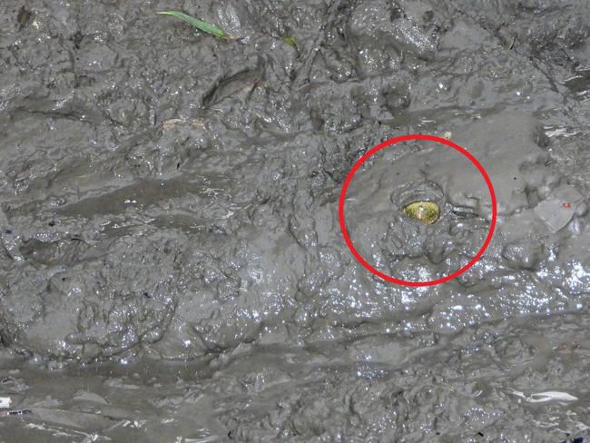 The croc can barely been seen under the mud