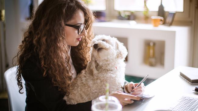 Dogs have loved the working from home trend.