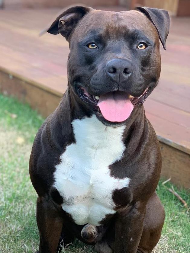 Thor is being held by Central Coast Council rangers.