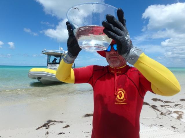 Surf Life Saving Queensland (SLSQ) can confirm an Irukandji has been found at Arch Cliff on at Fraser Island during a drag conducted by surf lifesavers on Sunday (January 7).