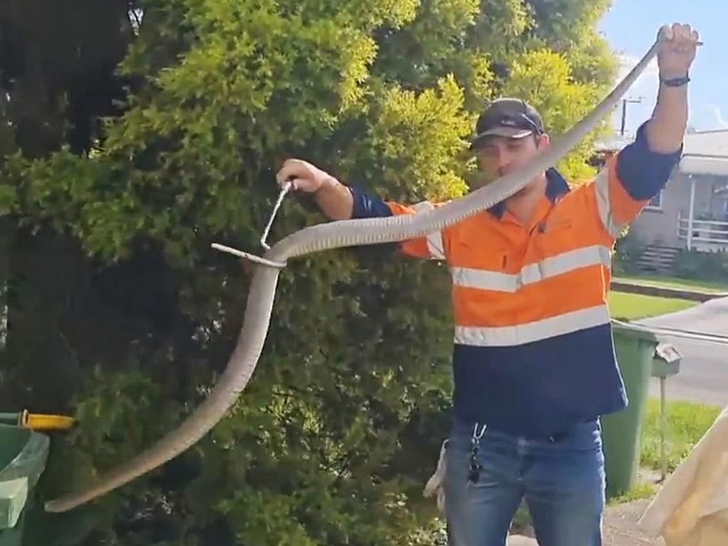 Snake Catchers Brisbane Gold Coast with a deadly eastern brown snake found in a bin