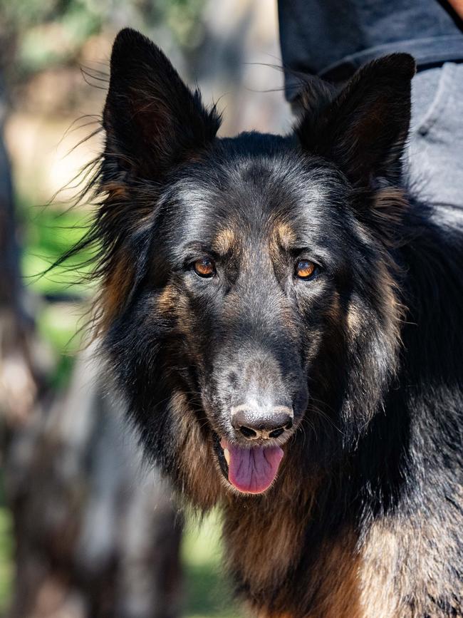 Knuckles the German Shepherd. Picture: Morgan Sette