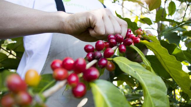 Green Lane Coffee Plantation: Some cherries ready for the picking. Picture: supplied