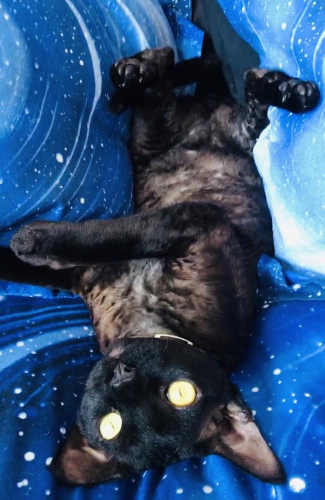 28/09/2019 - Edgar Allan Purr: Galaxy Katto Picture: DJ