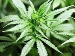 A RETIRED Gympie region man claimed he grew 11 marijuana plants at his Glenwood home "for research purposes".