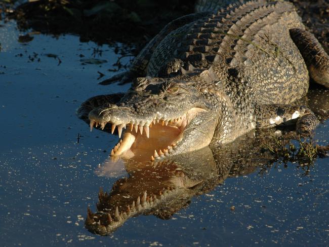 Australian saltwater crocodiles are considered among the most dangerous predators in the world. PIcture: File photo