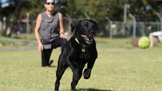 Tara Bell lets Jed off the leash to chase a ball at Spring Rd Reserve in Dingley. Picture: Chris Eastman