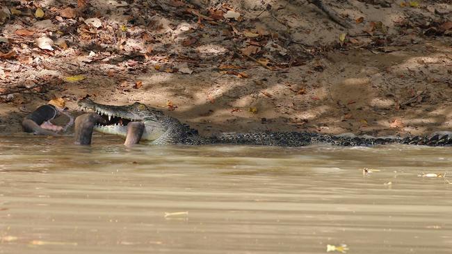 Photographer Marcus Nyman captured the moment a saltwater crocodile took an mysterious and unlucky creature into the murky waters of Cahills Crossing.