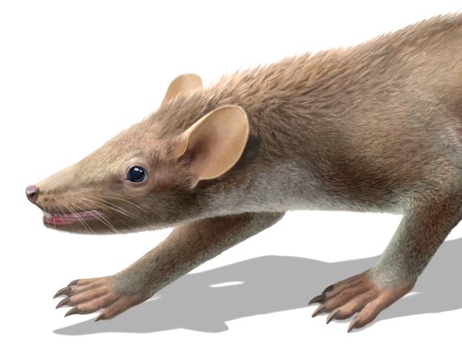 This image provided by "Nature" on October 13, 2015 shows a life reconstruction image of the early Cretaceous mammal Spinolestes from Spain. A rat-like critter that scampered between the feet of dinosaurs grew hair like modern mammals and probably had the same itchy ringworm afflicting pets and people today, according to a study published on October 14. AFP PHOTO / Oscar Sanisidro / NATURE COMMUNICATIONS = RESTRICTED TO EDITORIAL USE - MANDATORY CREDIT "AFP PHOTO / Oscar Sanisidro / NATURE COMMUNICATIONS " - NO MARKETING NO ADVERTISING CAMPAIGNS - DISTRIBUTED AS A SERVICE TO CLIENTS =