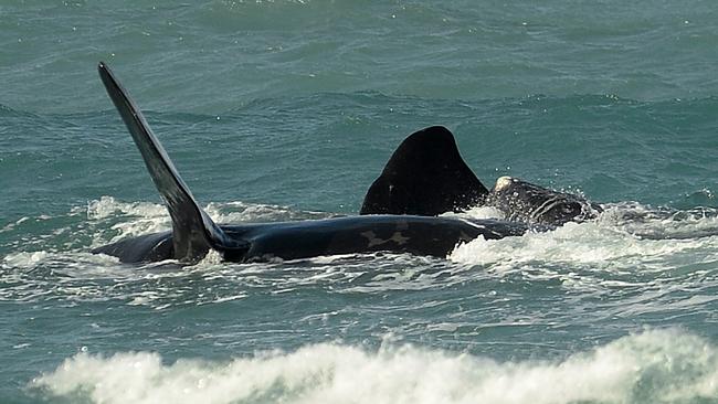 Will you be lucky enough to spot a whale, like this mother and her two-day-old calf who were seen near Middleton in August? Picture: Mark Brake