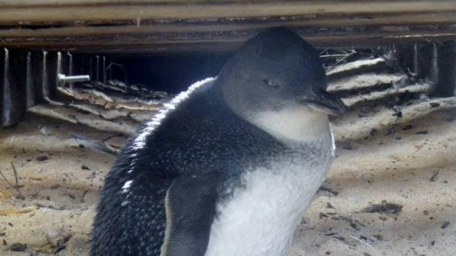 A little penguin on Penguin Island south of Perth. Picture: Facebook