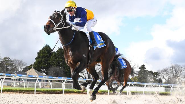 Tokelau Drift will shoot for another win on the Ballarat Synthetic track when he steps out at Friday's meeting on the circuit. Picture: Racing Photos via Getty Images.