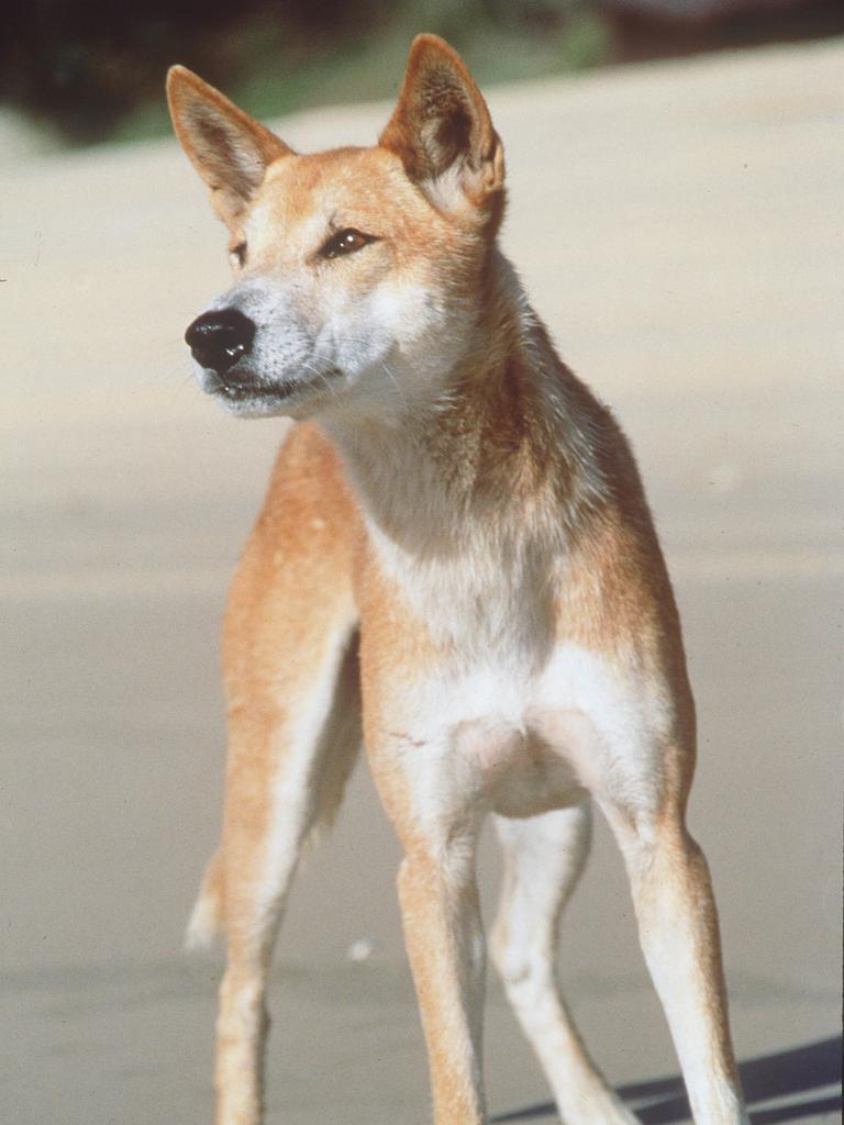 A Fraser Island dingo.