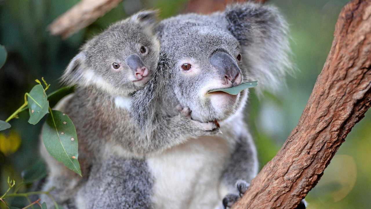 Baby koalas melt hearts at Australia Zoo | The Courier Mail