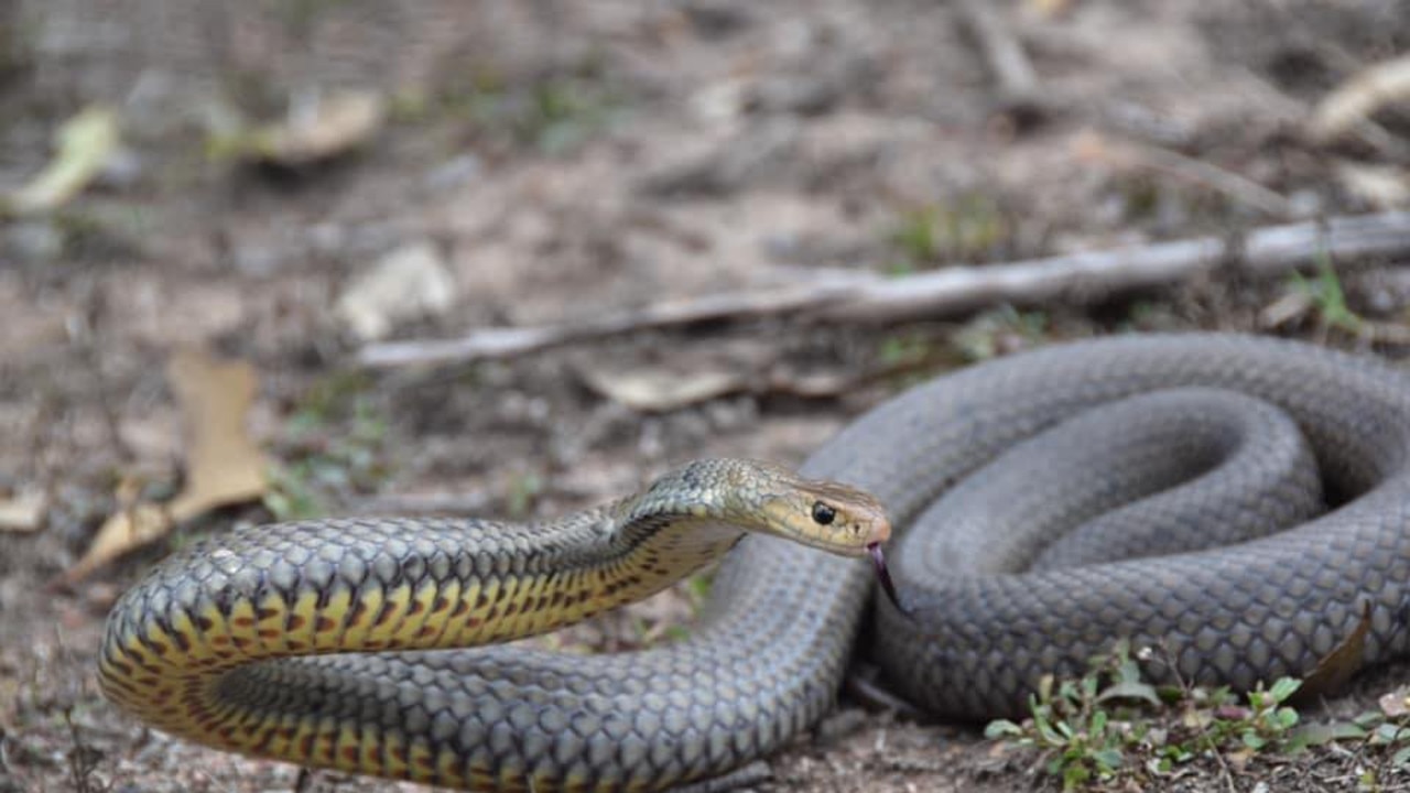 Wrangler’s tips to avoid snakes during summer season | news.com.au ...