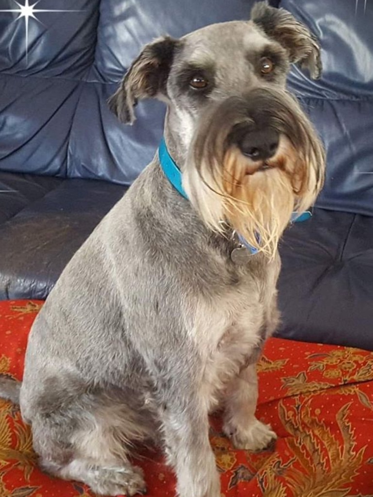 Oskar the standard schnauzer. Picture: Rachael Ryan