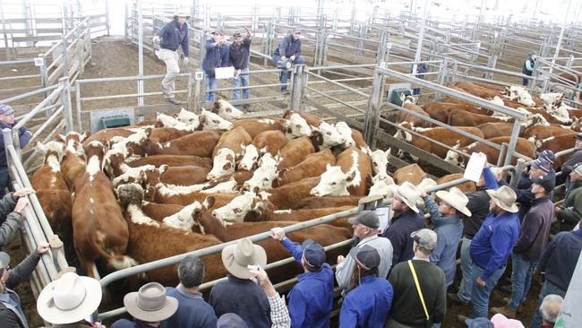 Bidding for the opening pens of grown heifers at Wangaratta last week was quality related, with a price spread of nearly 100c/kg evident for cattle selling for fattening compared to breeding