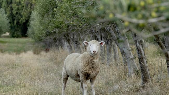 A man has died after hitting a sheep while on his bike. Picture: File/Generic