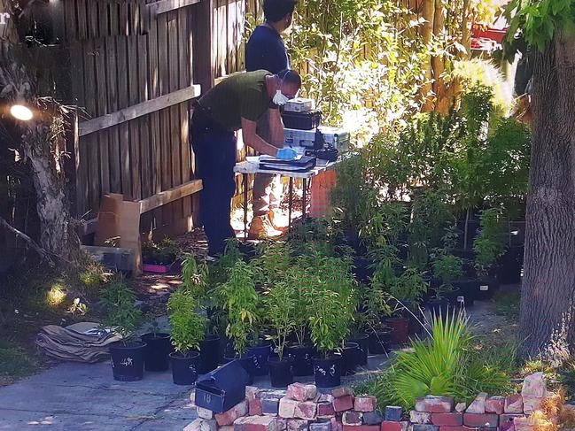 CCTV captured the seizure of cannabis plants by Victoria Police from a rooming house on Albion St, Caulfield South.