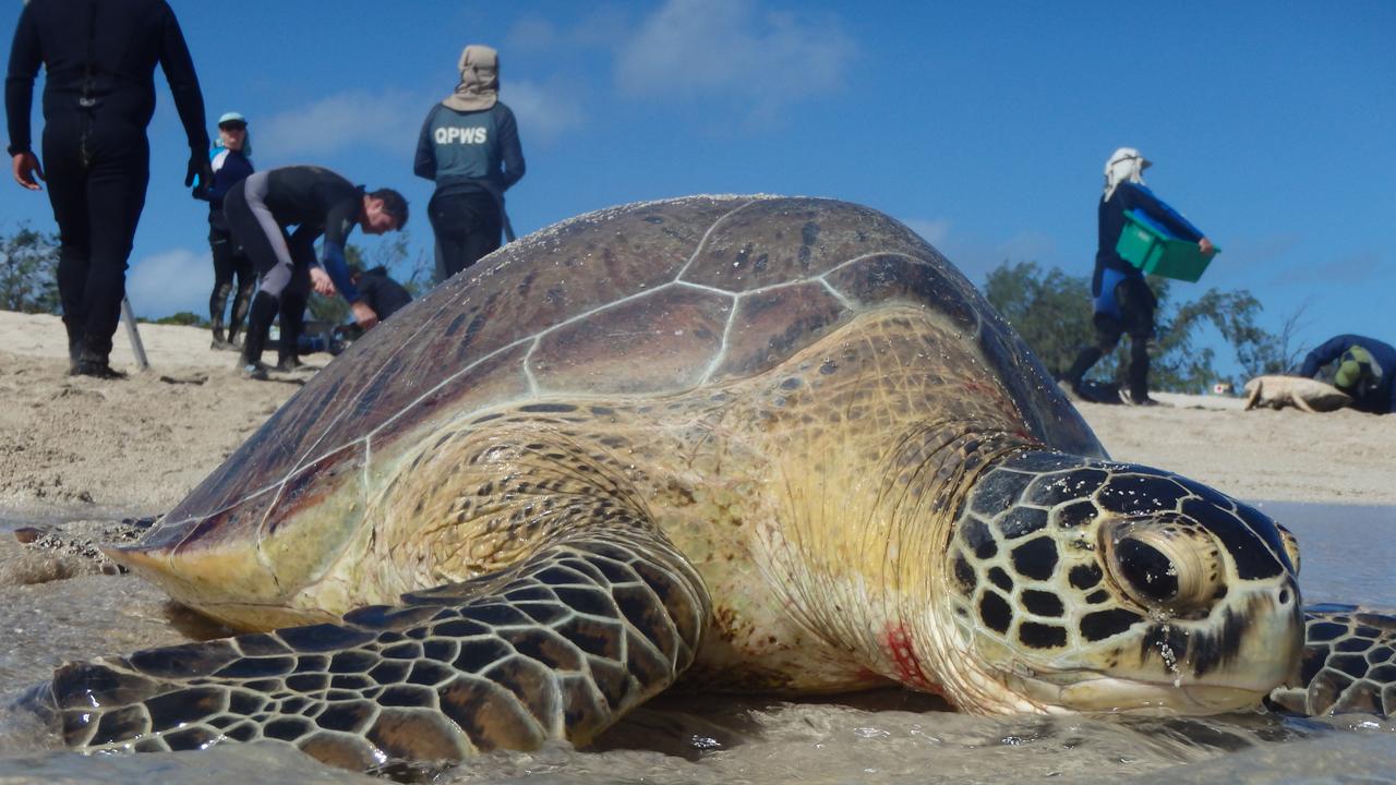 Griffith Uni and WWF study finds toxic chemicals in Reef turtles | The ...